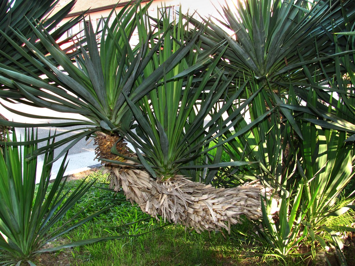 Изображение особи Yucca gloriosa.