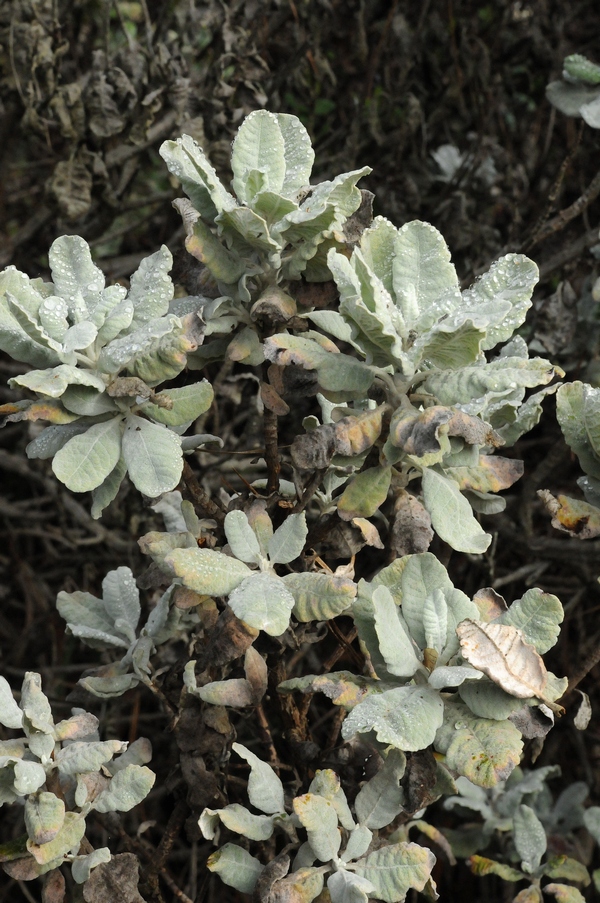 Image of Eriogonum giganteum specimen.