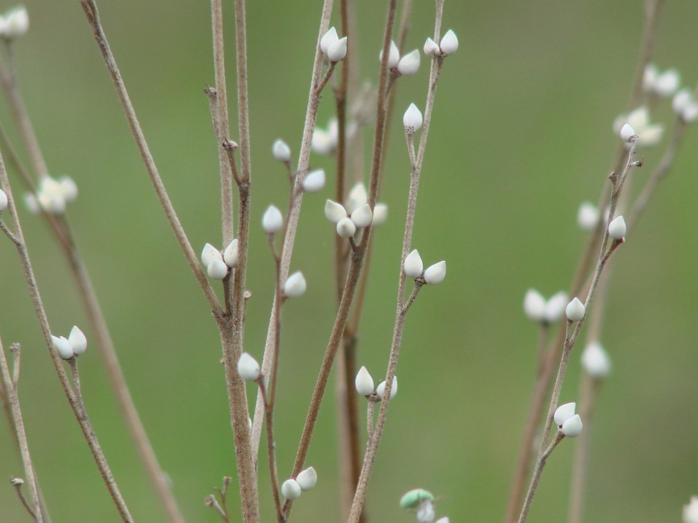 Image of Lithospermum officinale specimen.