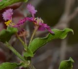 Malpighia glabra. Цветки на верхушке побега. Израиль, г. Эйлат, ботанический сад. 12.10.2015.