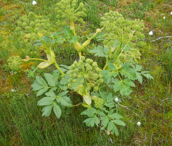 Image of Archangelica decurrens specimen.