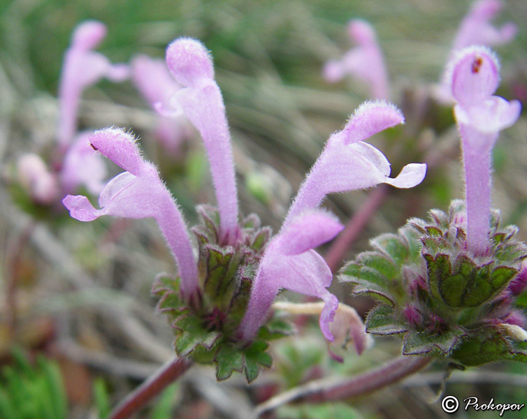 Изображение особи Lamium amplexicaule.