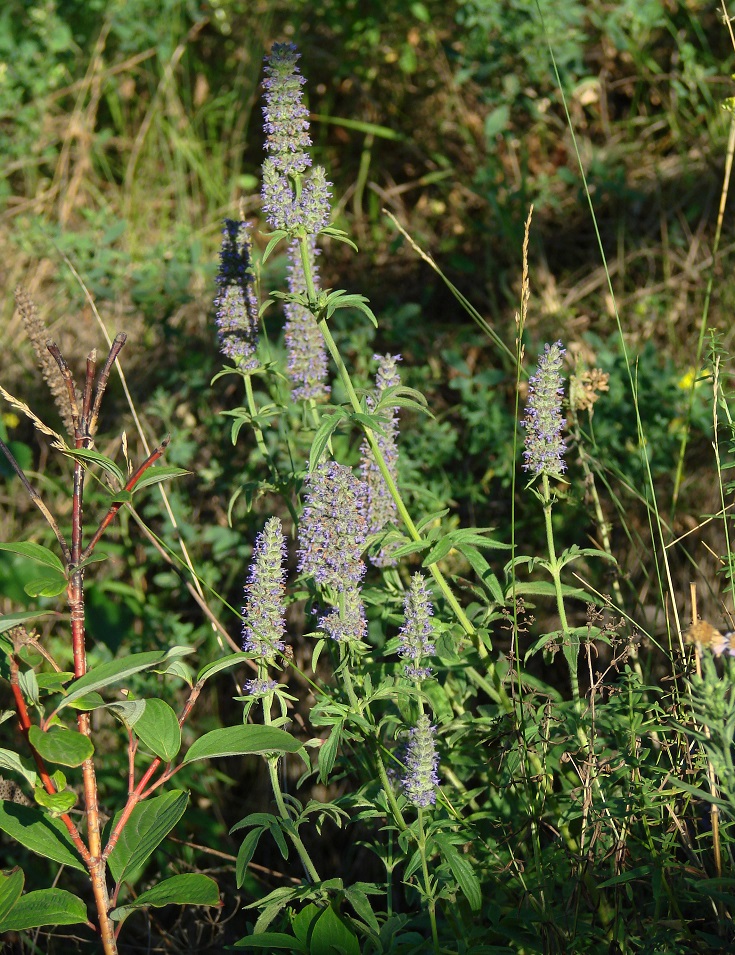 Изображение особи Schizonepeta multifida.