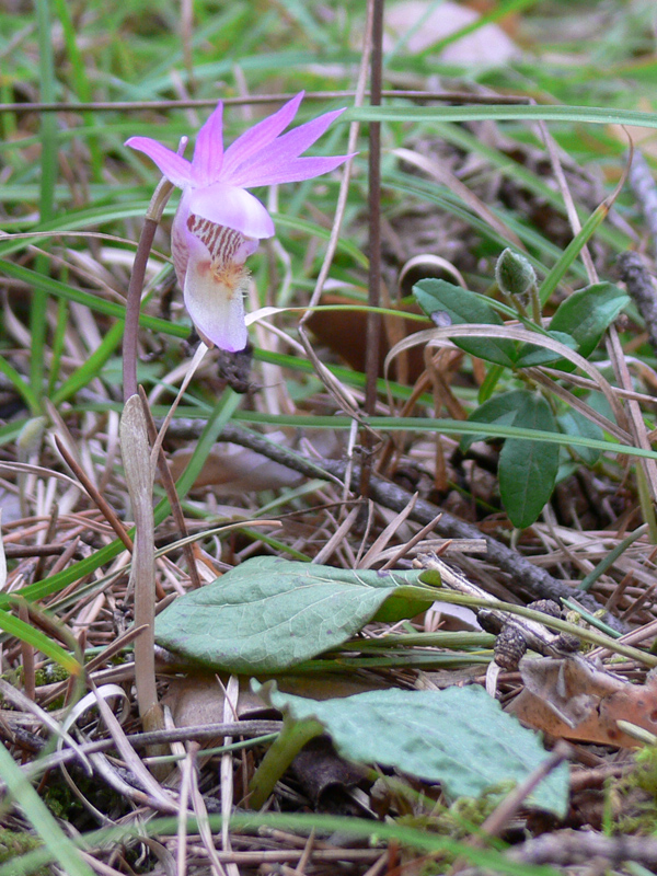 Image of Calypso bulbosa specimen.