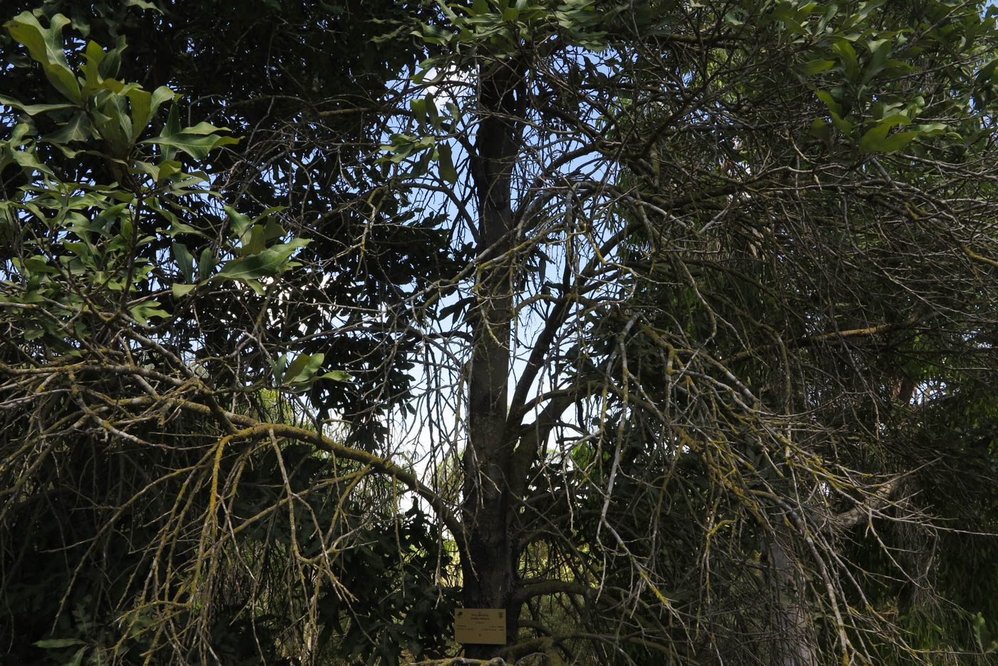 Image of Grevillea hilliana specimen.