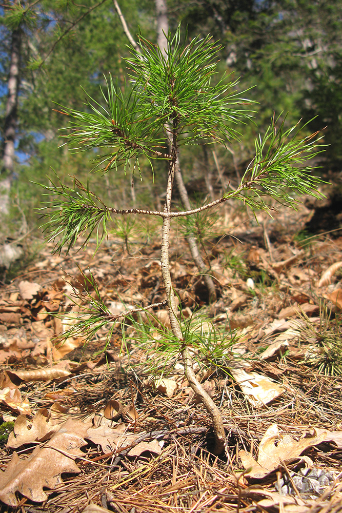 Image of Pinus sylvestris ssp. hamata specimen.