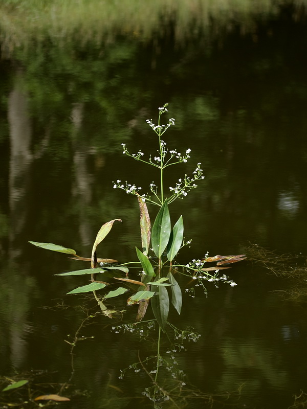 Изображение особи Alisma plantago-aquatica.