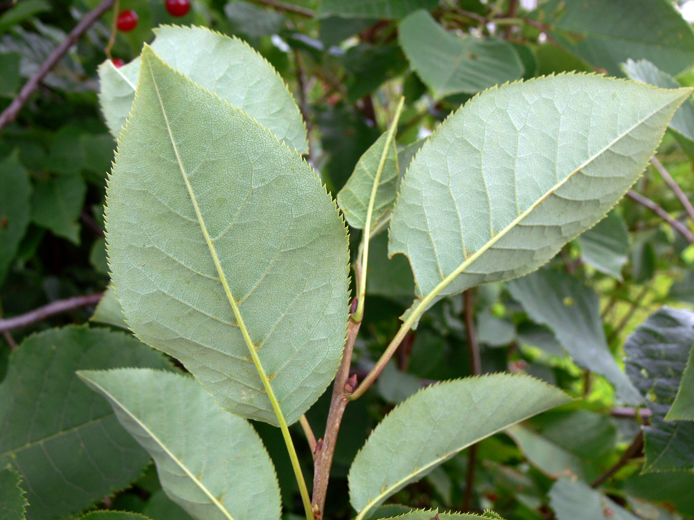 Image of Padus virginiana specimen.