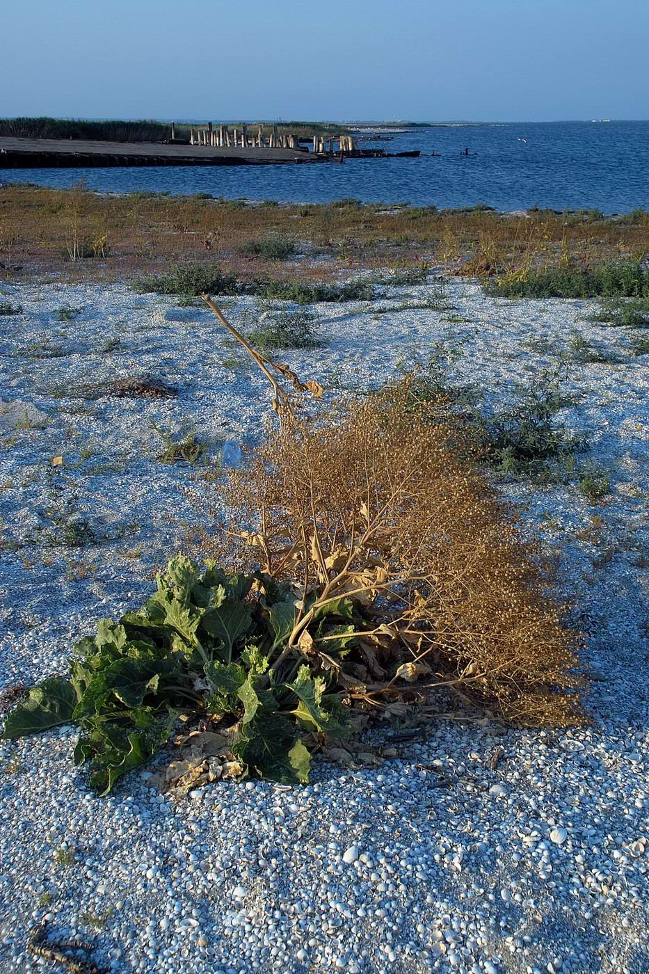 Изображение особи Crambe maritima.