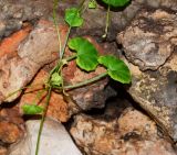 Viola hederacea. Часть веточки. Израиль, Шарон, г. Герцлия, на каменной ограде двора, в культуре. 28.11.2014.