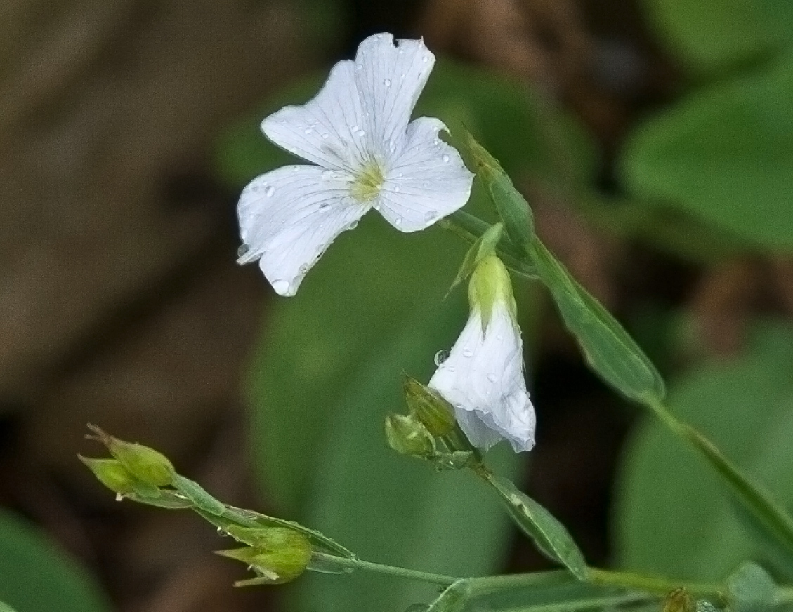 Изображение особи Linum nervosum.