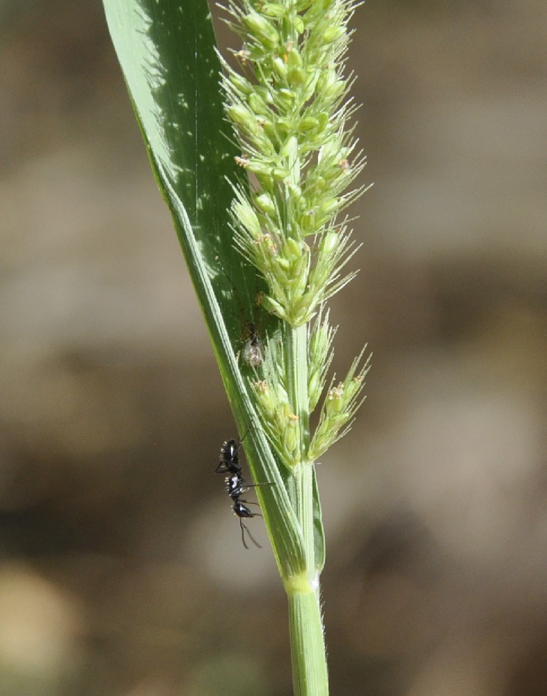 Image of Setaria verticillata specimen.