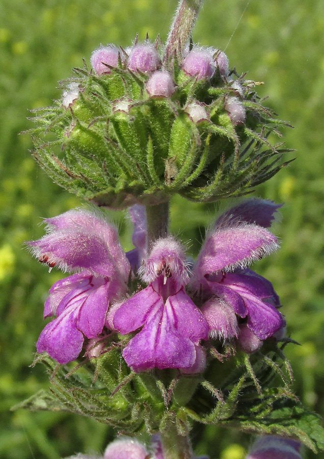 Изображение особи Phlomoides hybrida.