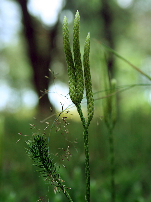 Image of Lycopodium clavatum specimen.