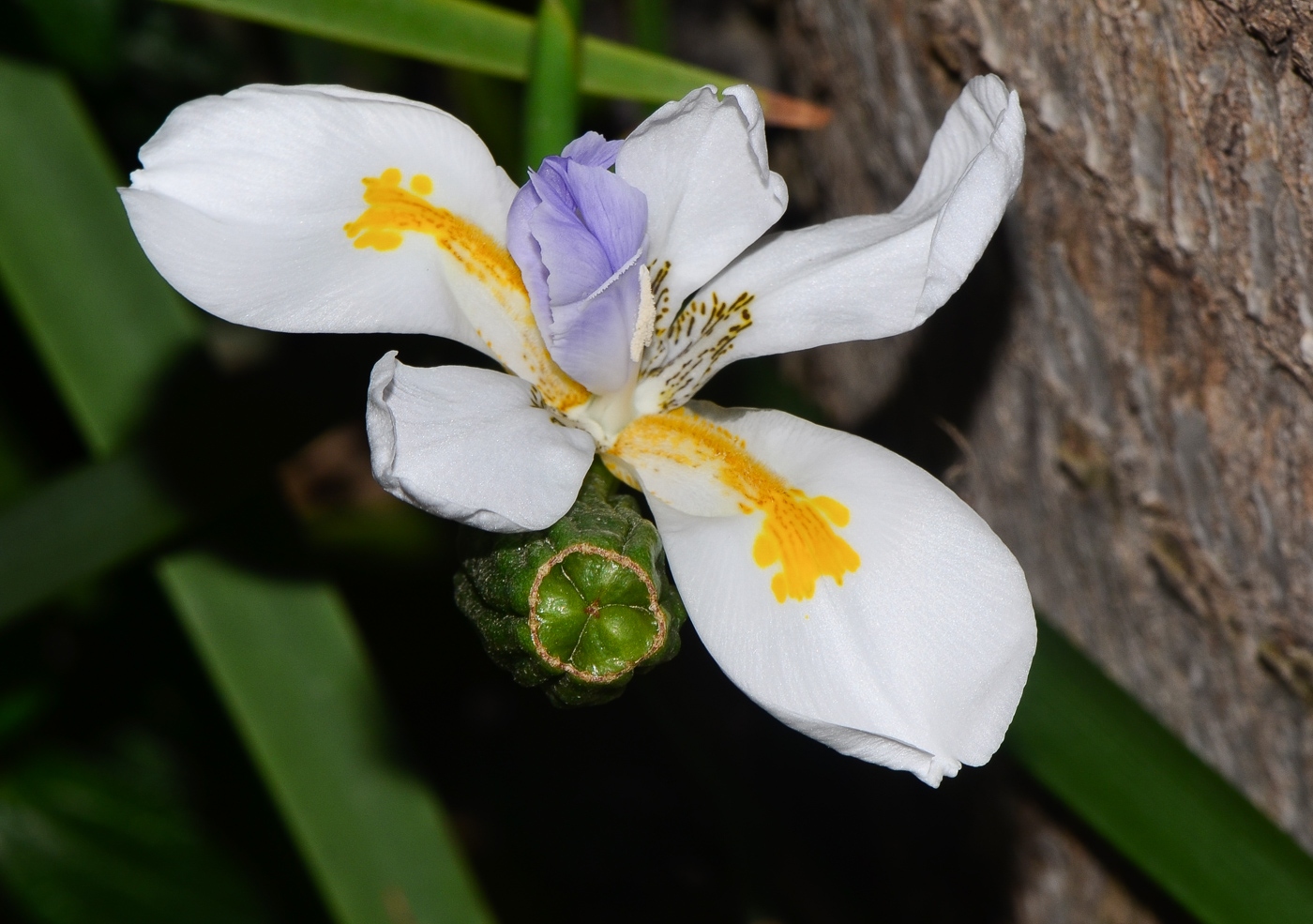 Image of Dietes grandiflora specimen.