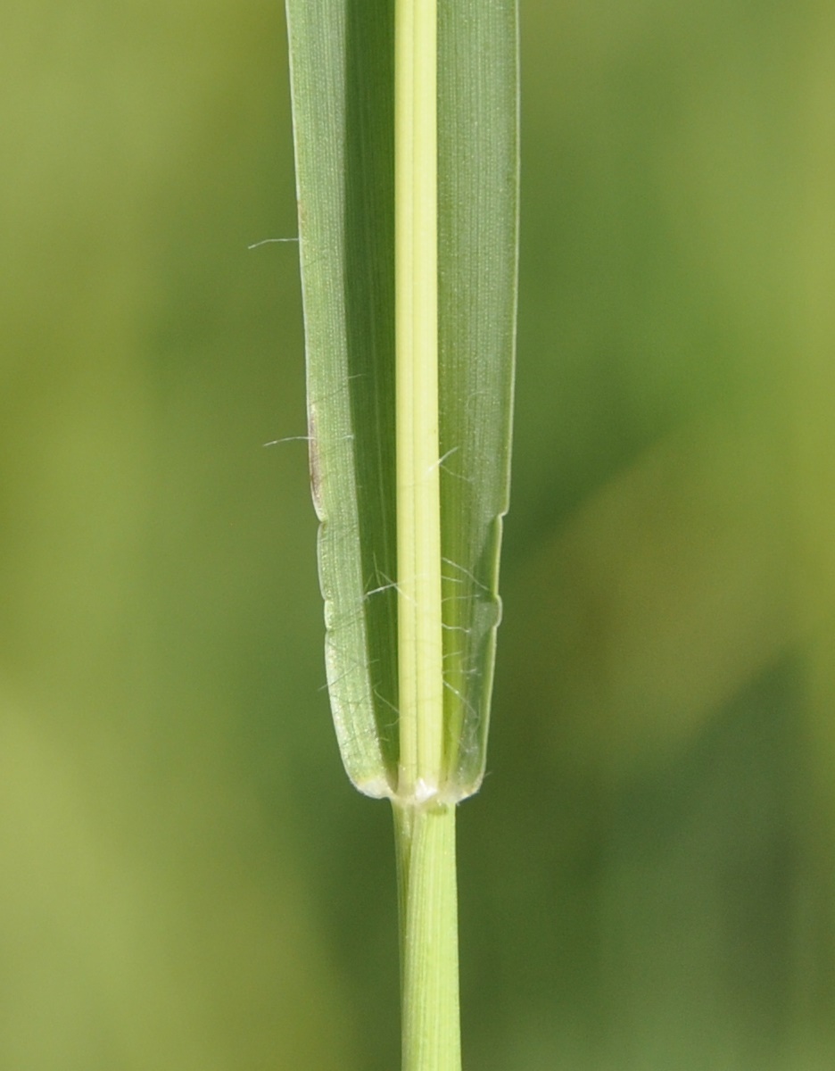 Image of genus Setaria specimen.