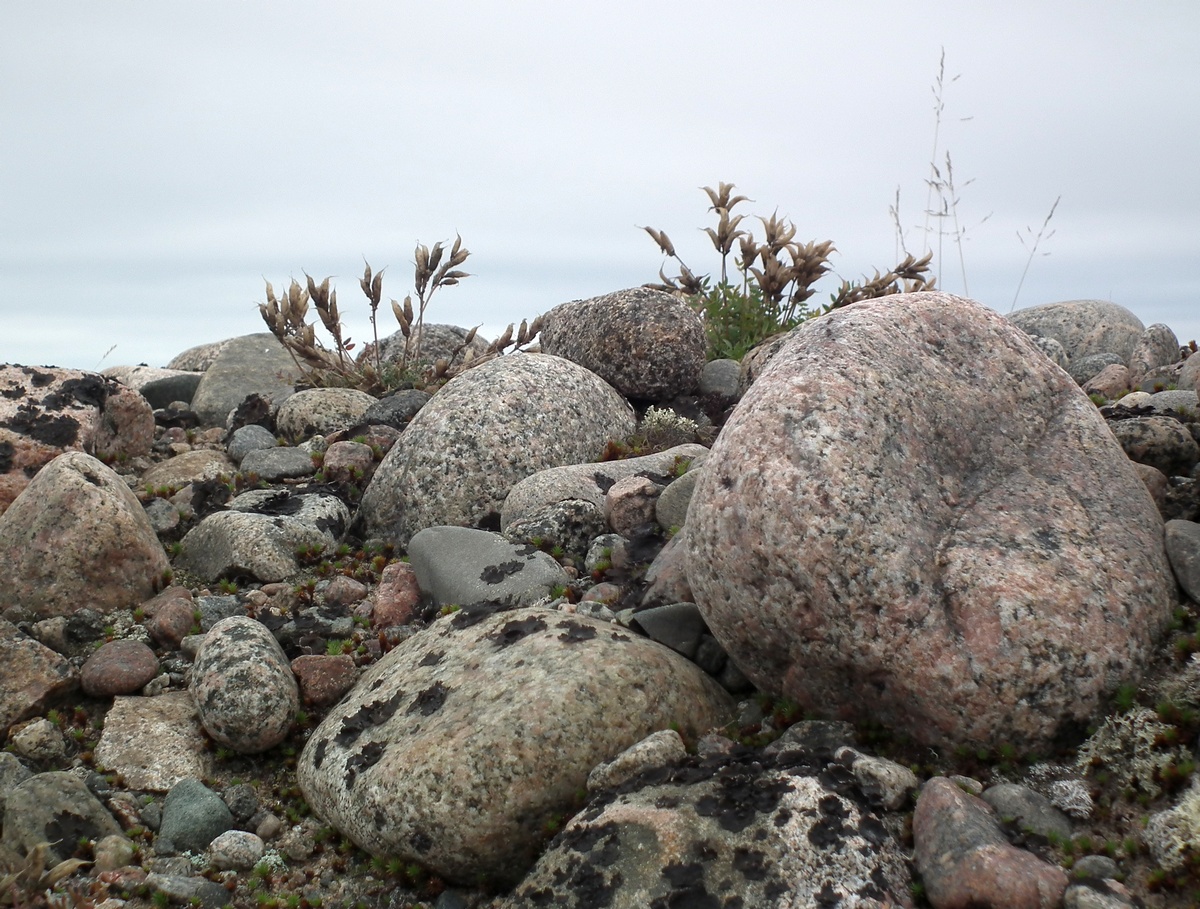 Image of Oxytropis sordida specimen.