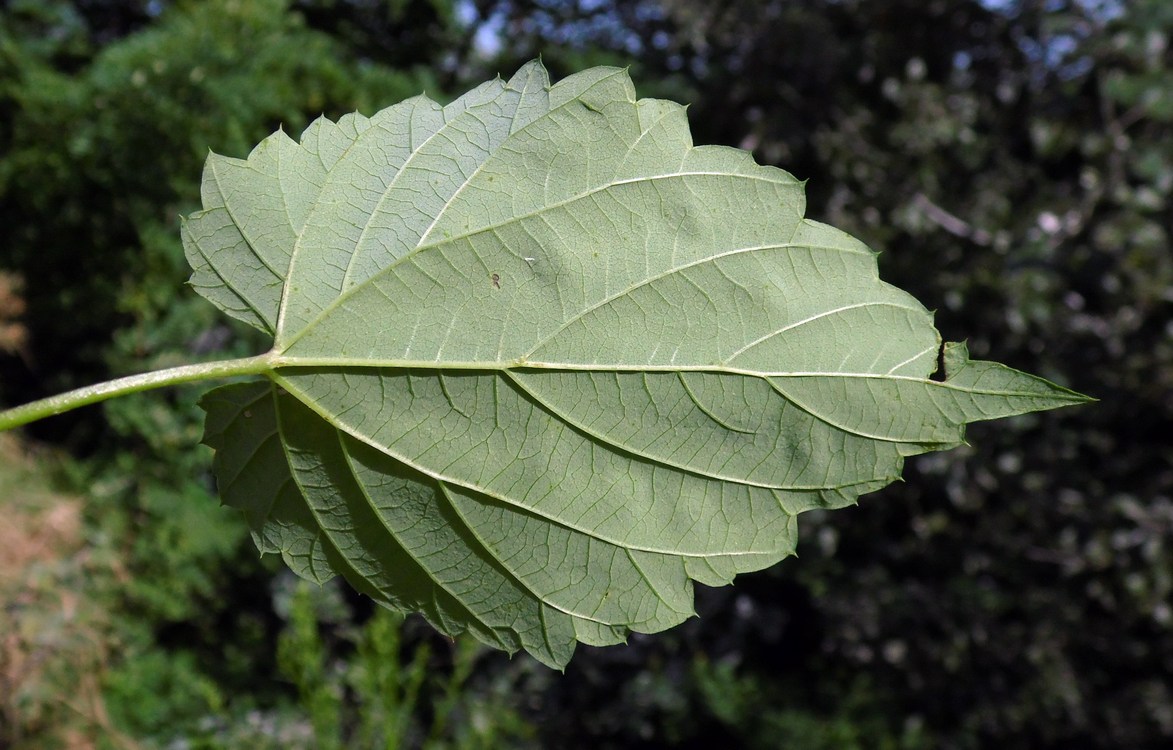 Image of Humulus lupulus specimen.