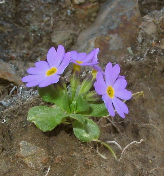 Image of Primula bukukunica specimen.