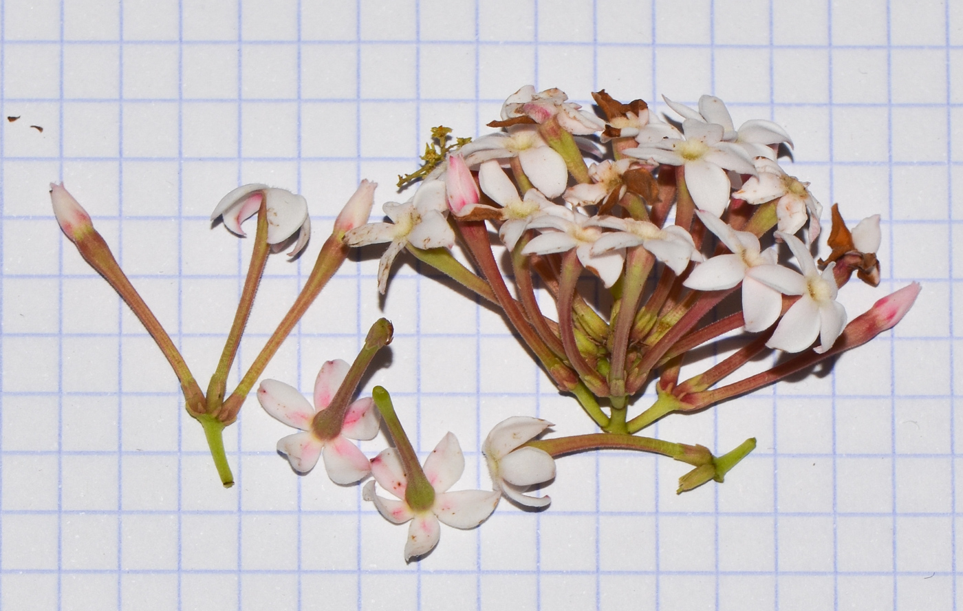 Image of Acokanthera oblongifolia specimen.