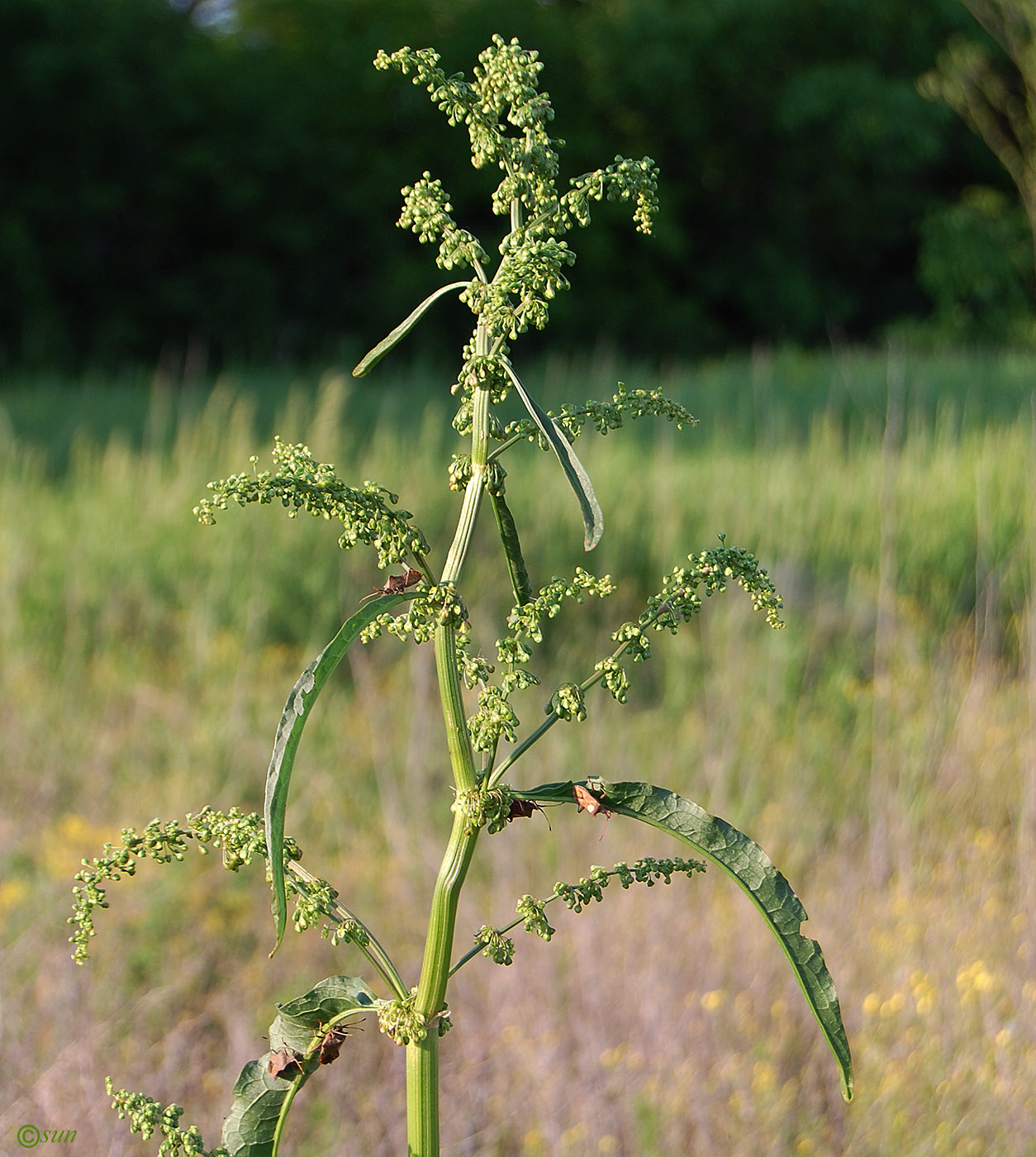 Image of Rumex patientia specimen.