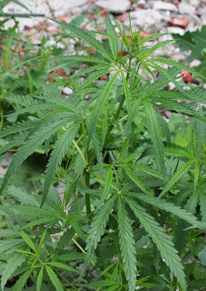 Image of Cannabis sativa var. spontanea specimen.