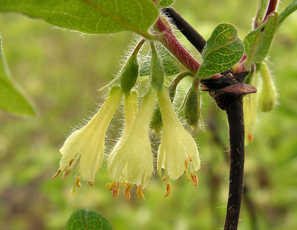 Image of Lonicera edulis specimen.