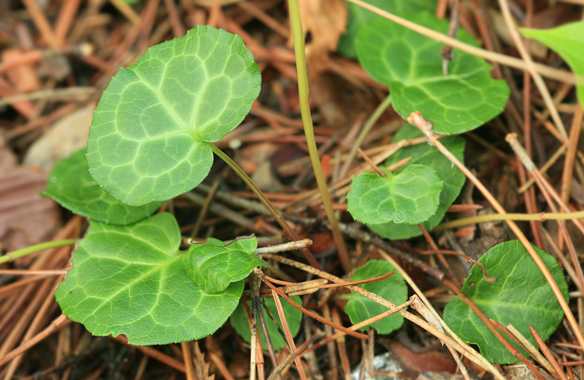 Image of Pyrola renifolia specimen.