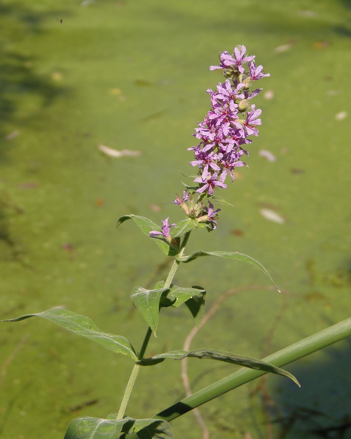 Изображение особи Lythrum salicaria.