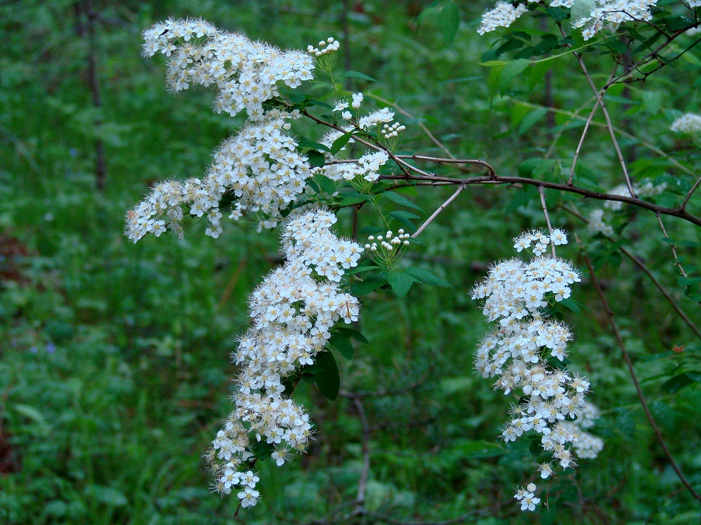 Image of genus Spiraea specimen.