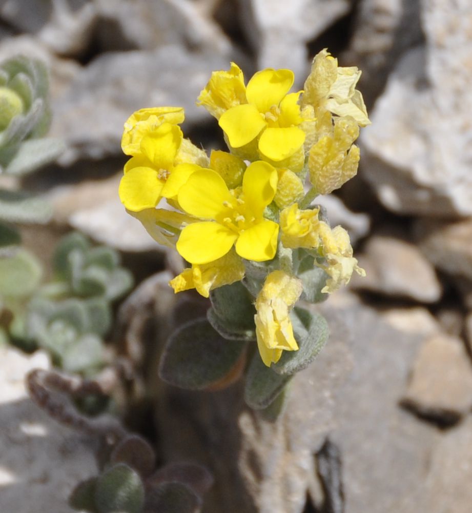 Image of Alyssum handelii specimen.