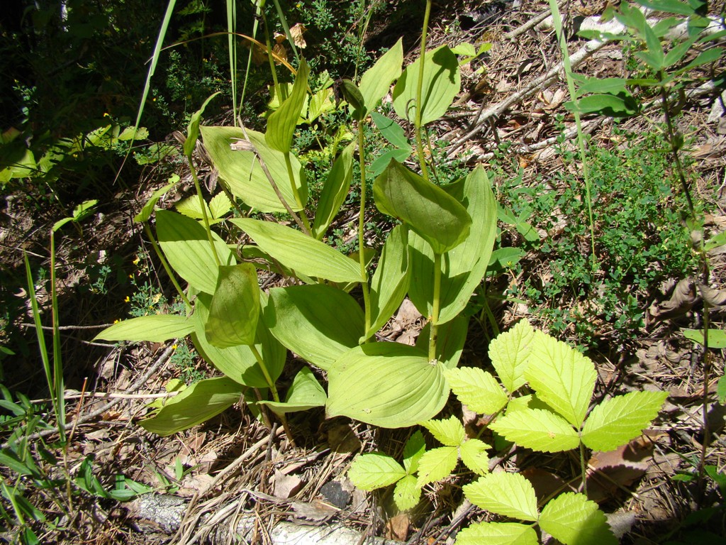 Изображение особи Cypripedium calceolus.