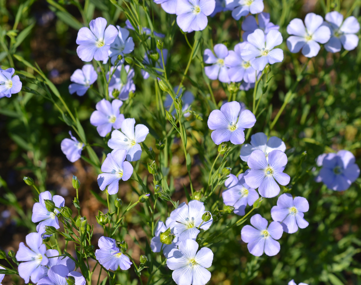 Image of Linum usitatissimum specimen.