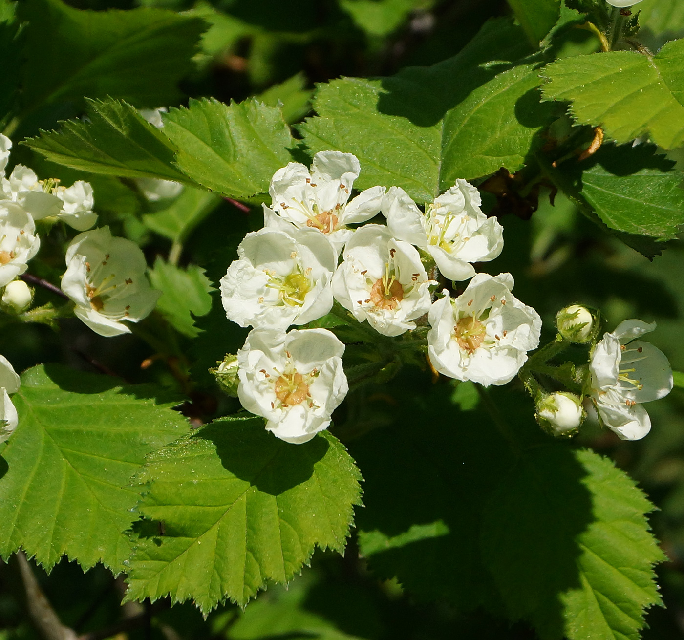 Image of Crataegus submollis specimen.