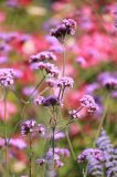 Verbena bonariensis. Верхушки веточек с соцветиями. Италия, г. Милан, квартал City Life, в культуре. 3 июня 2017 г.