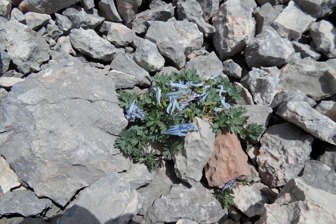 Image of Corydalis alpestris specimen.