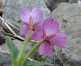 Epilobium algidum