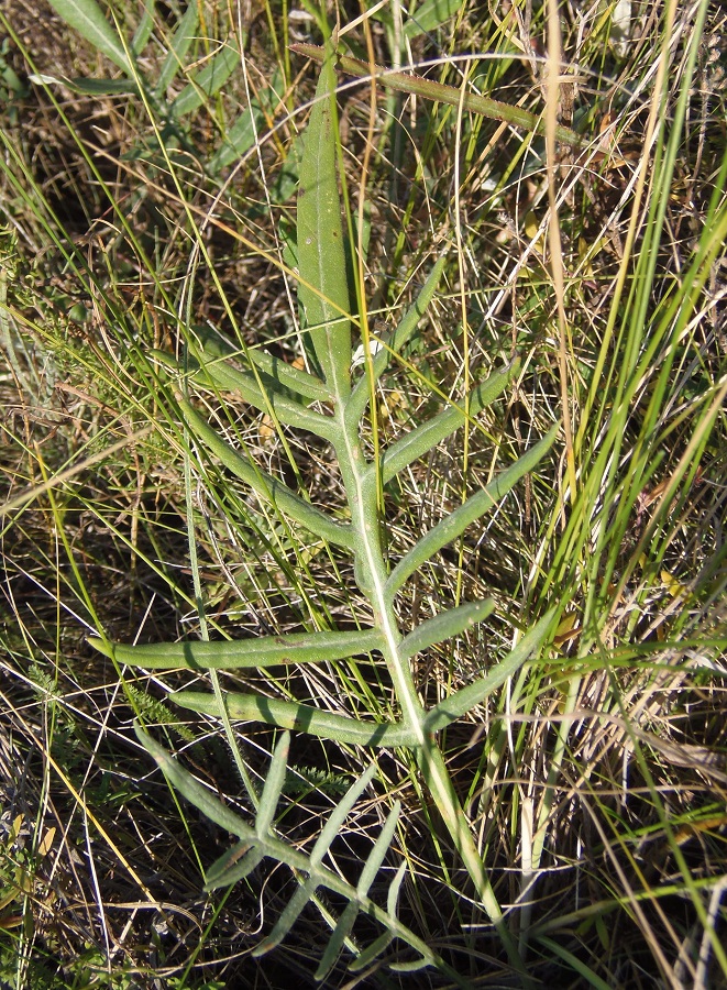 Image of Jurinea pseudocyanoides specimen.