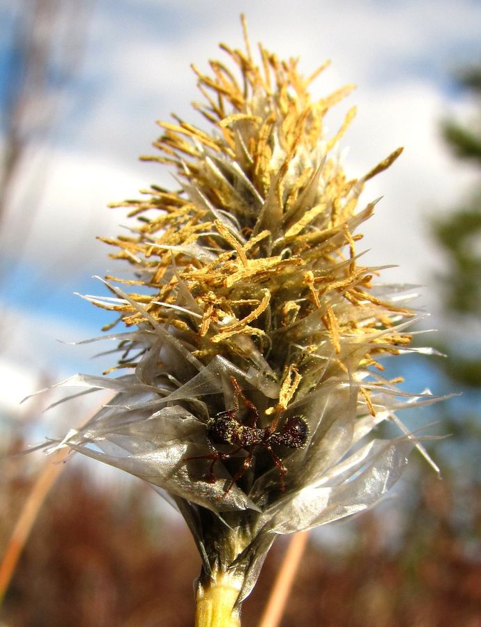 Image of Eriophorum vaginatum specimen.