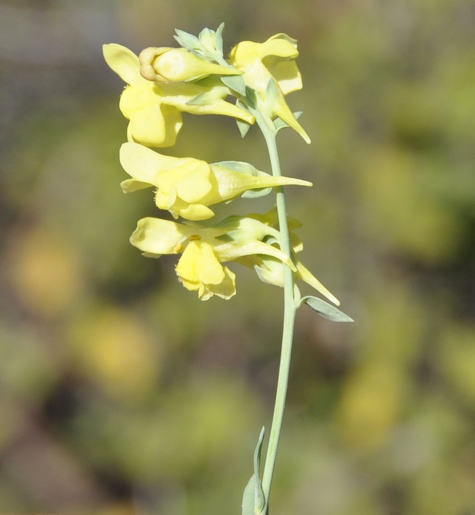 Image of genus Linaria specimen.