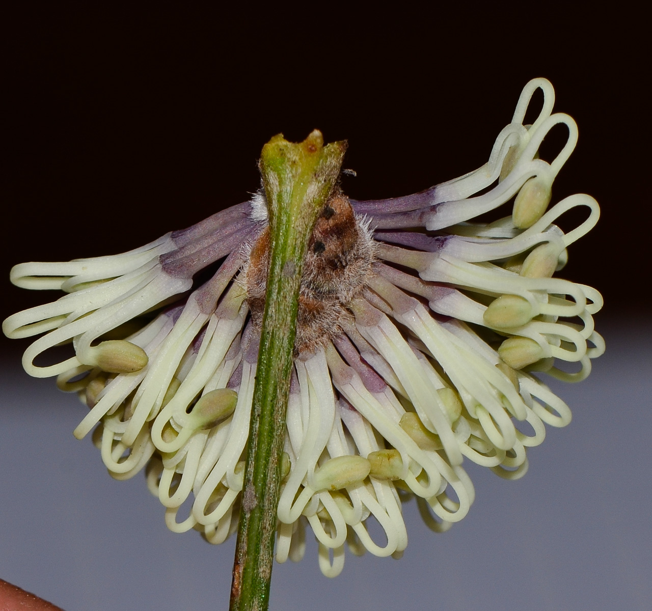 Image of Hakea scoparia specimen.