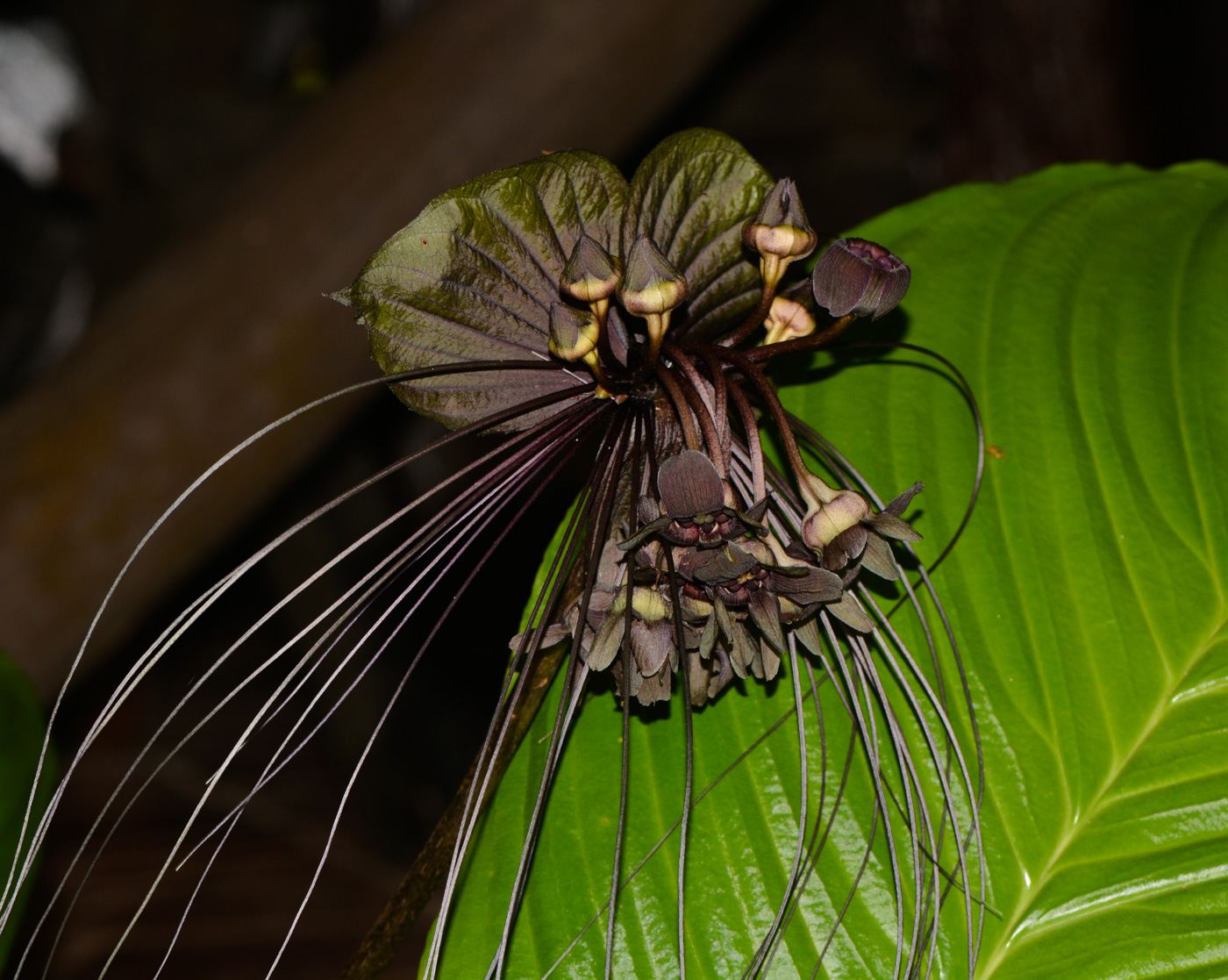 Image of Tacca chantrieri specimen.