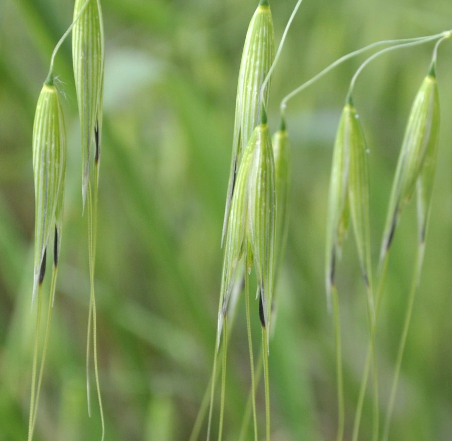 Image of genus Avena specimen.