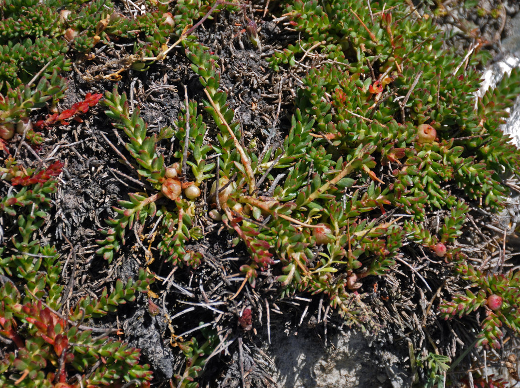 Изображение особи Rhodiola gelida.