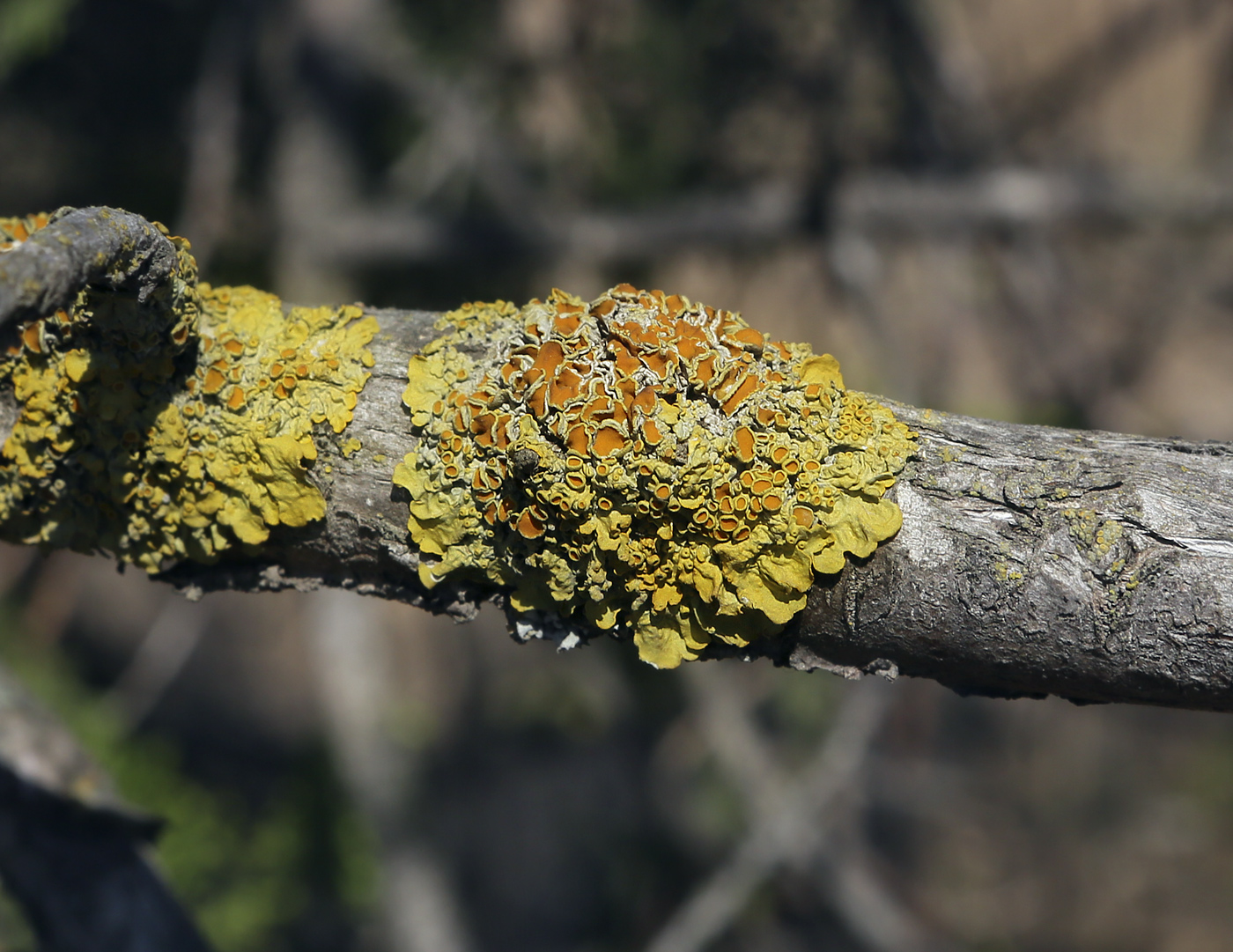 Image of Xanthoria parietina specimen.