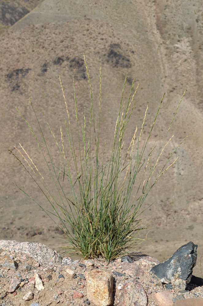 Image of Elytrigia cognata specimen.