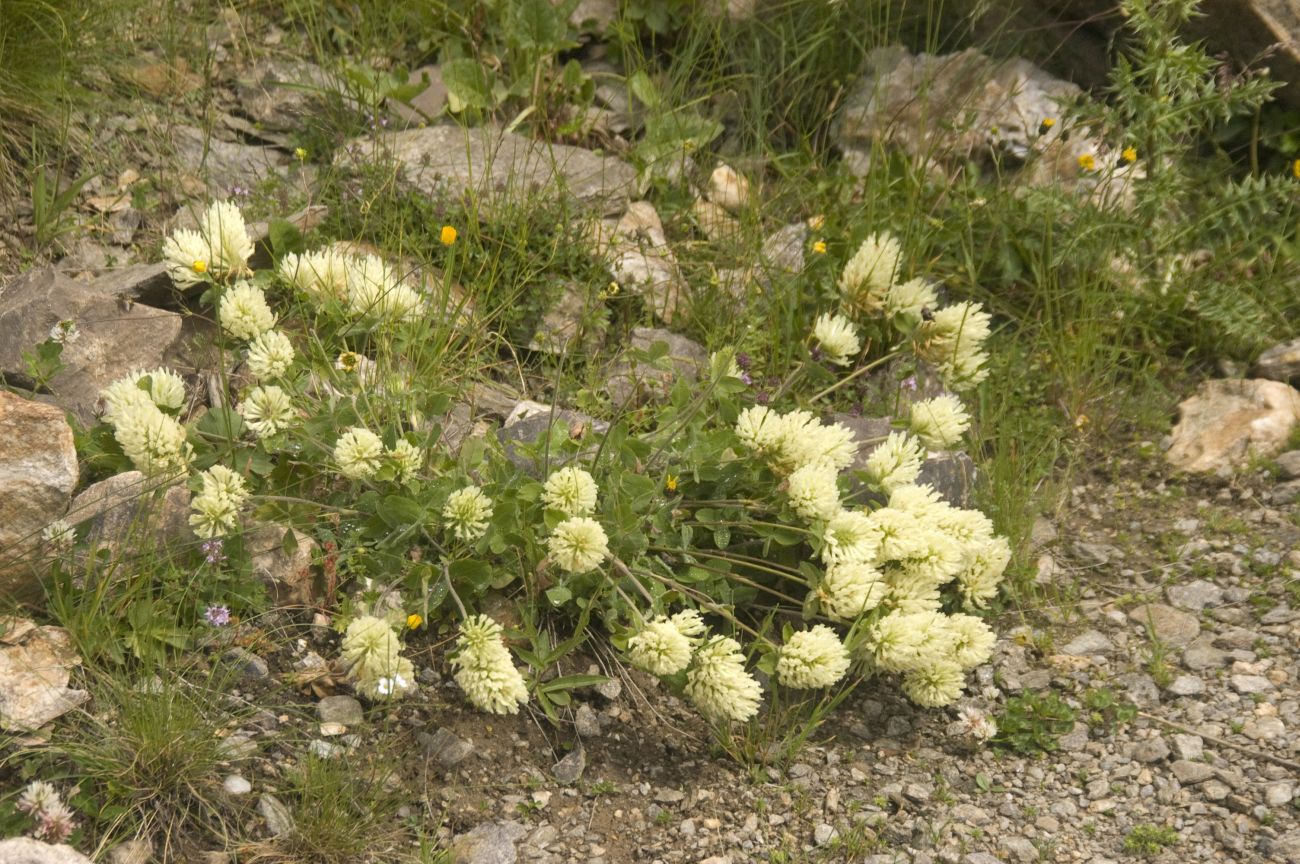 Image of Trifolium canescens specimen.