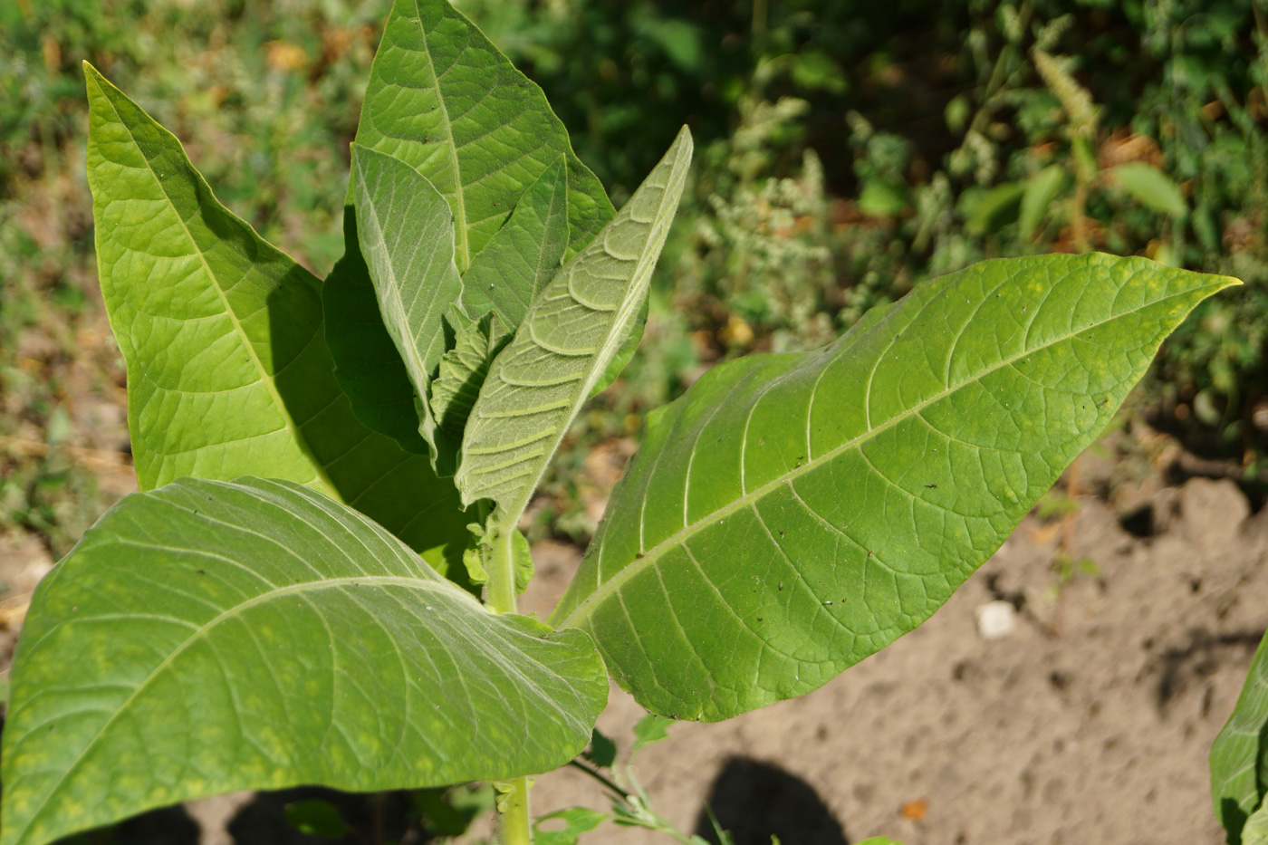 Image of Nicotiana tabacum specimen.