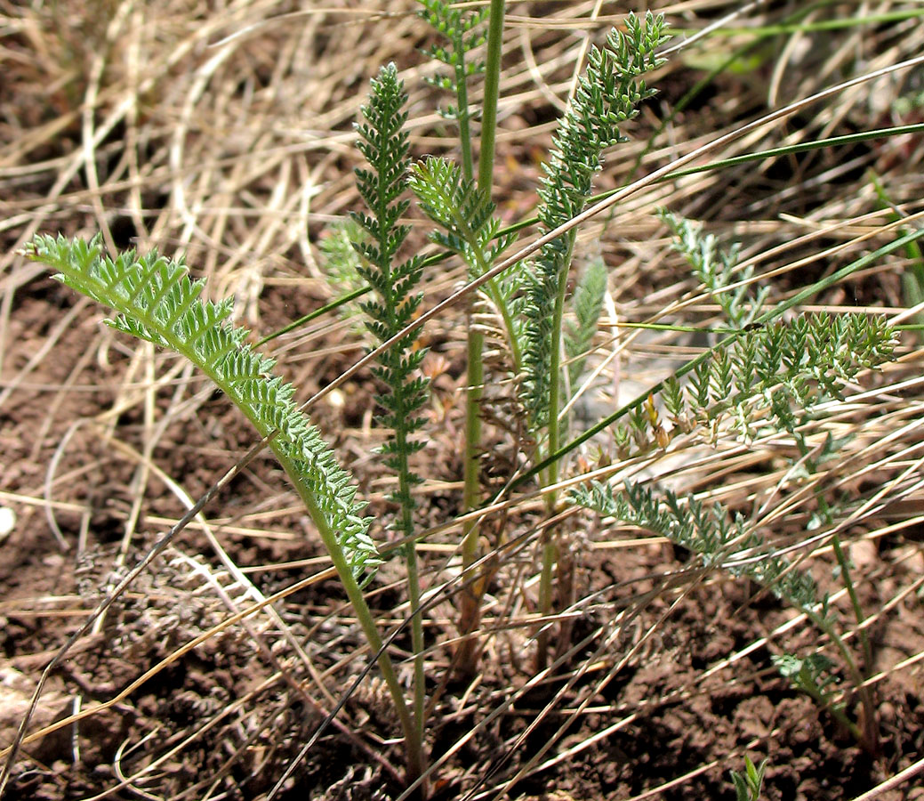 Image of Tanacetum sclerophyllum specimen.