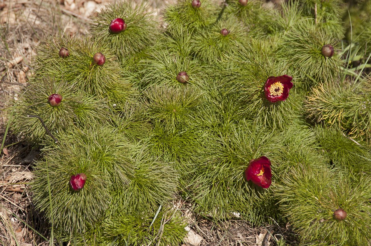 Image of Paeonia tenuifolia specimen.